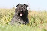 BOUVIER DES FLANDRES 115